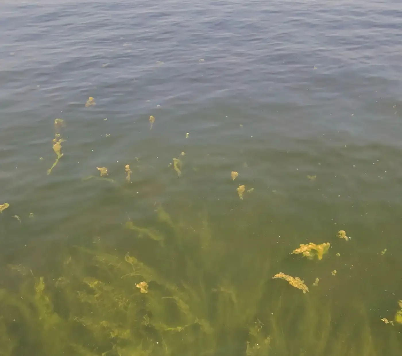 Dense clumps of algae and aquatic vegetation in shallow water over sand