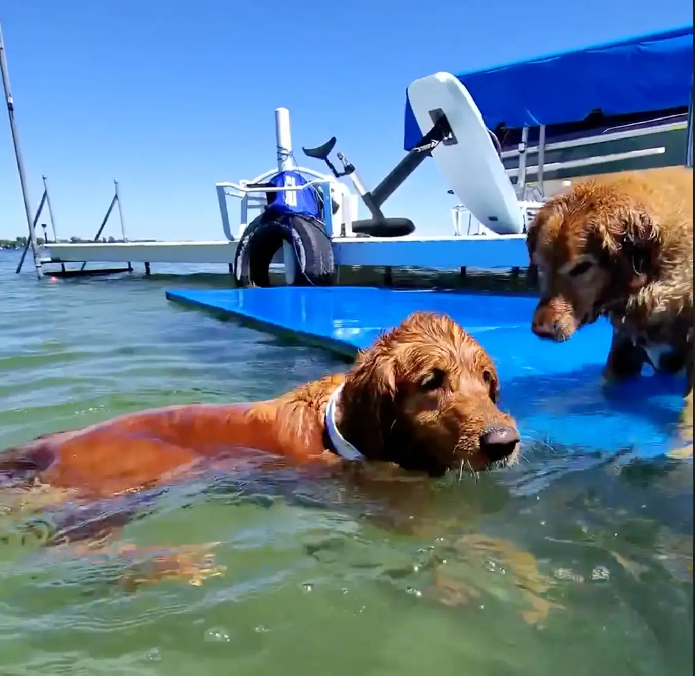 Two dogs swimming beside a dock at Winona Lake