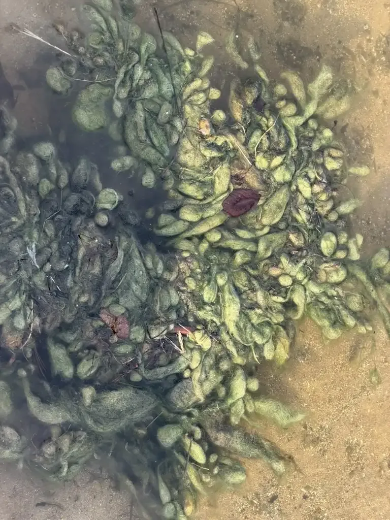 Floating algae clumps and submerged plants in green lake water